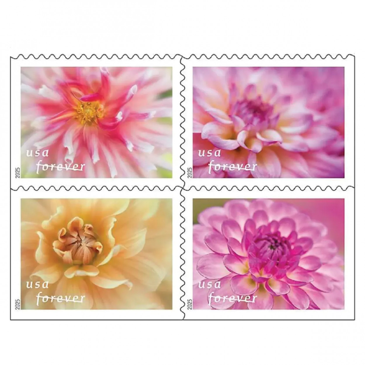 2025 Dahlias Stamps Book of 20